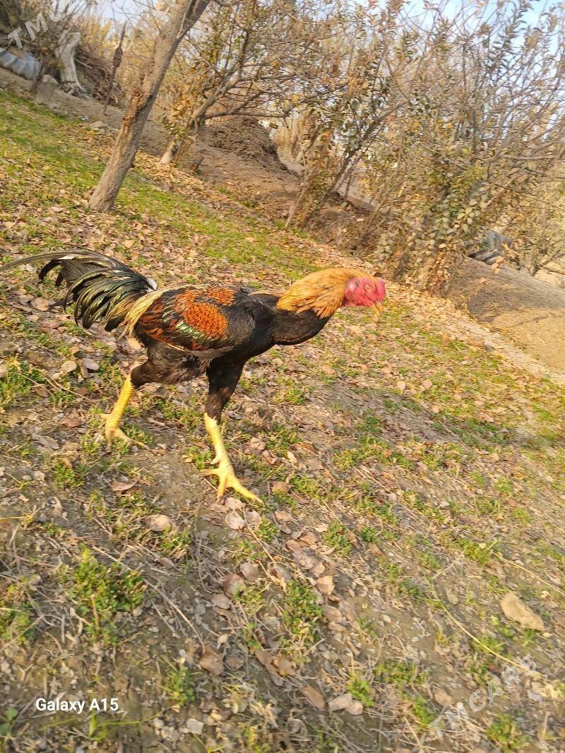 Yas horoz - Sakarçäge - img 1