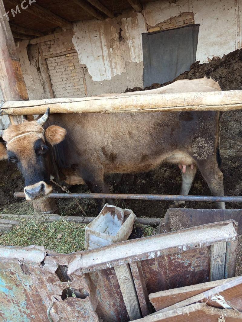 saglyk sygyr - Türkmenabat - img 7