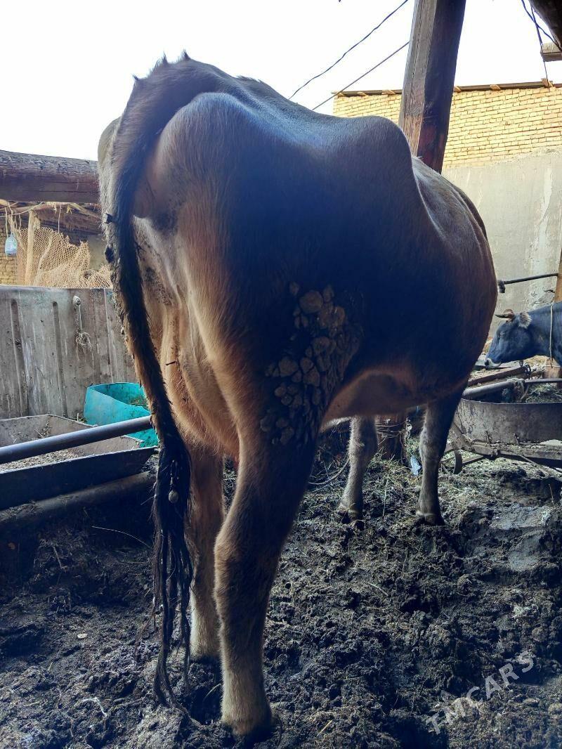 saglyk sygyr - Türkmenabat - img 2