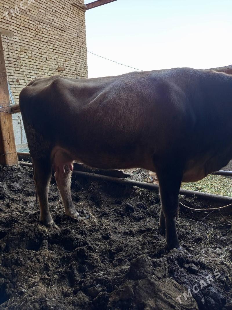 saglyk sygyr - Türkmenabat - img 6