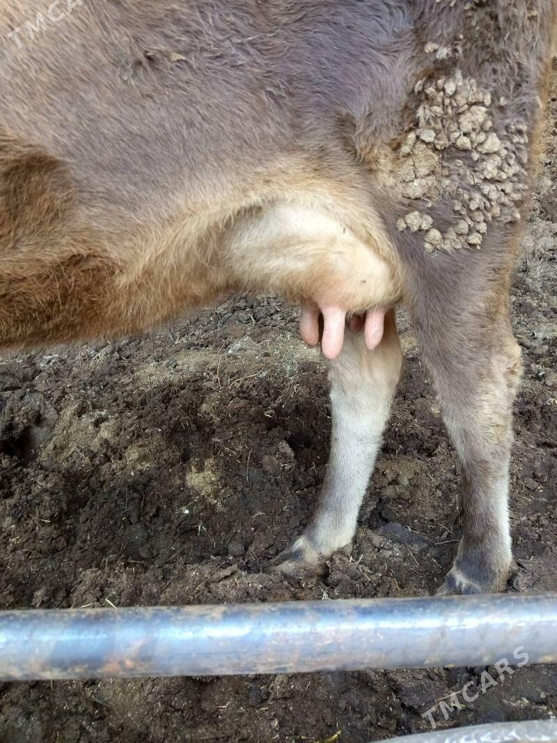 saglyk sygyr - Türkmenabat - img 9