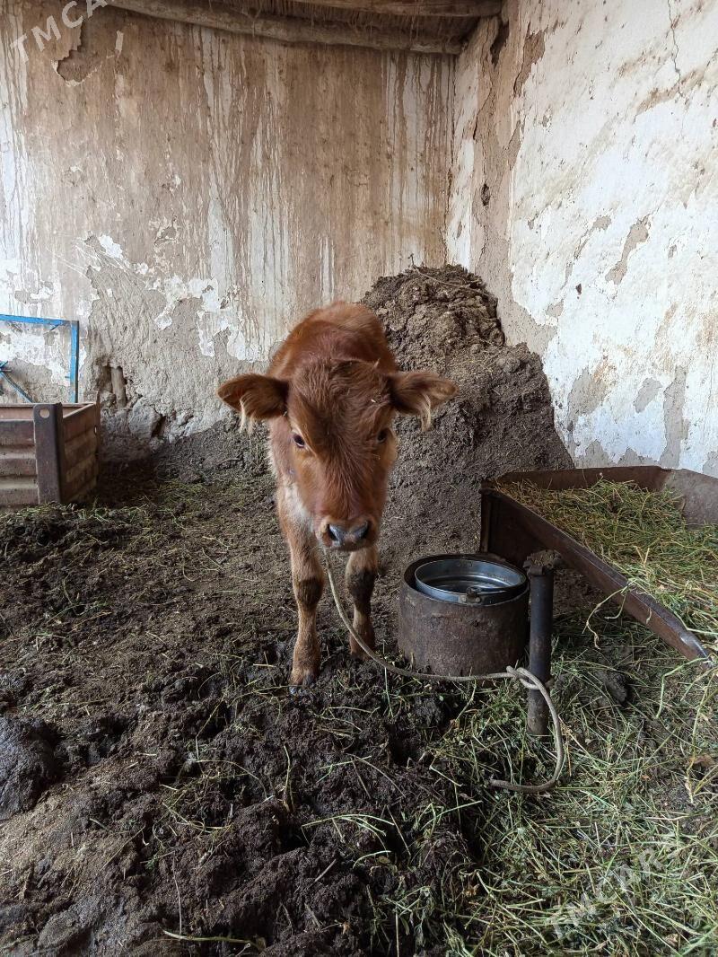 saglyk sygyr - Türkmenabat - img 5