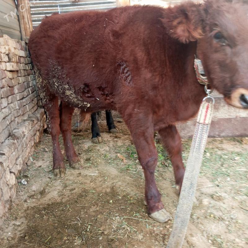 Окузчелер - Сакарчага - img 5