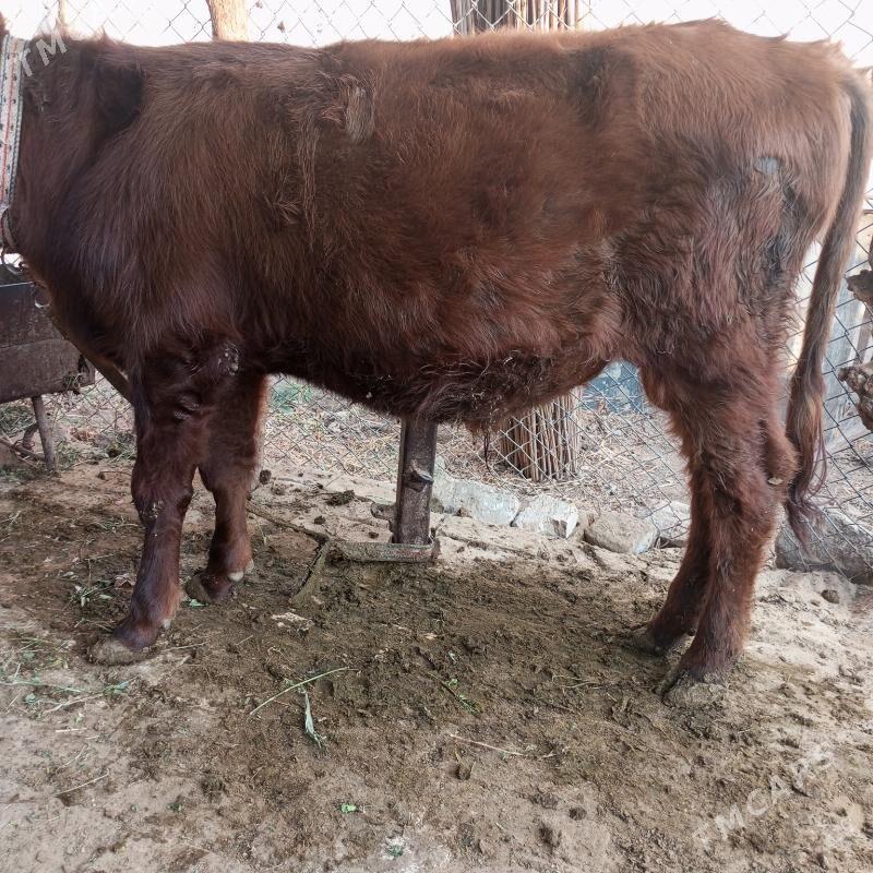 Окузчелер - Сакарчага - img 2