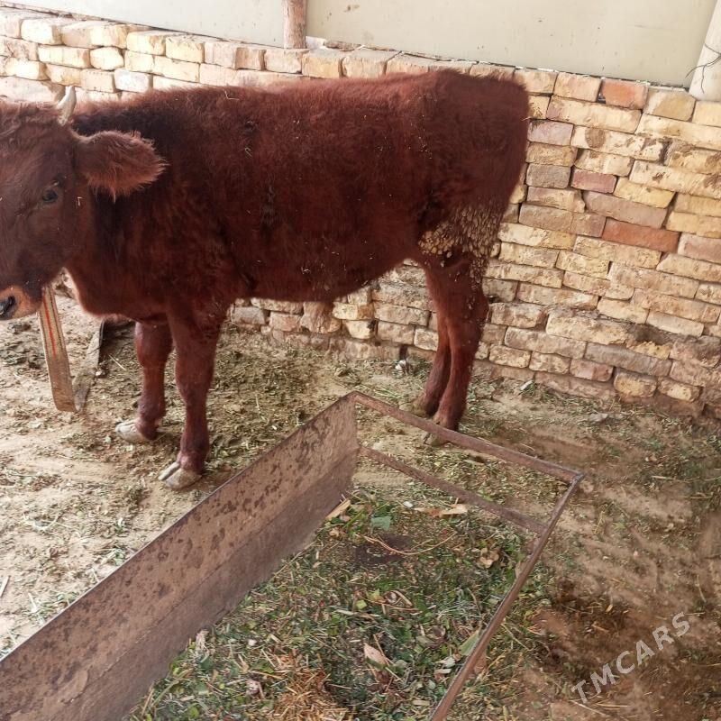 Окузчелер - Сакарчага - img 3