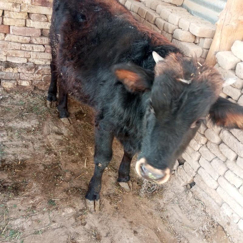 Окузчелер - Сакарчага - img 4