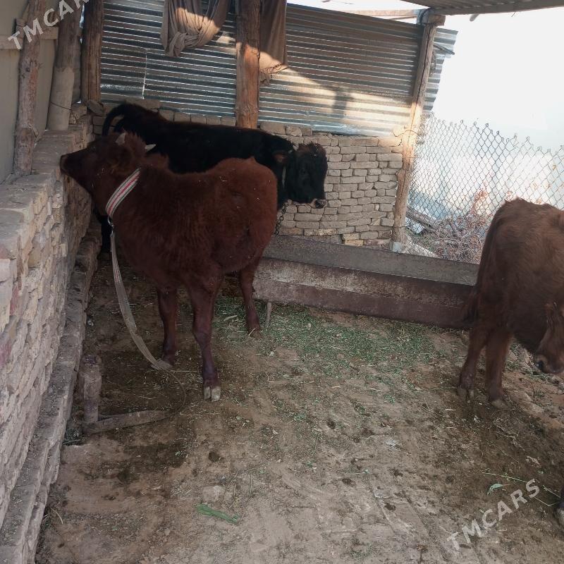 Окузчелер - Сакарчага - img 6