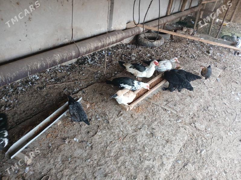 towuk - Чарджоу - img 1