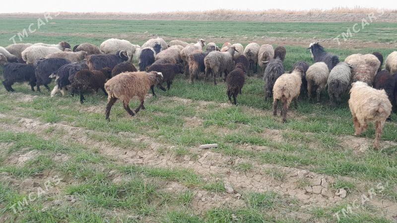 tokly - Gyzylarbat - img 2