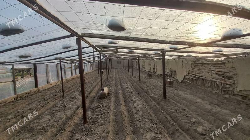 Tiplisa arenda - Гёкдепе - img 2