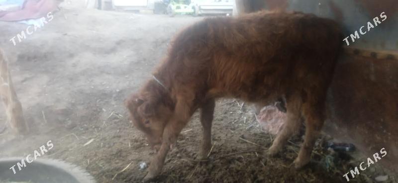 okuz - Чарджоу - img 3