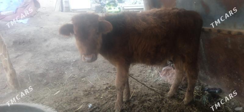 okuz - Чарджоу - img 7