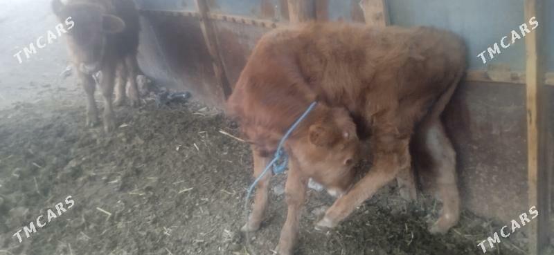 okuz - Чарджоу - img 4