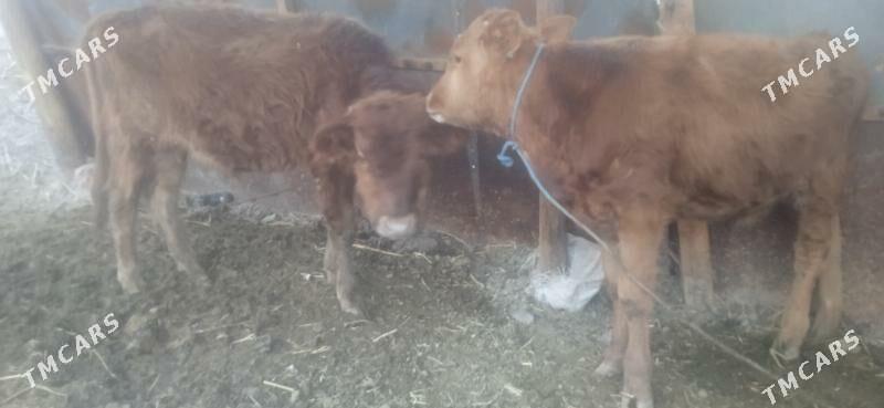 okuz - Чарджоу - img 1