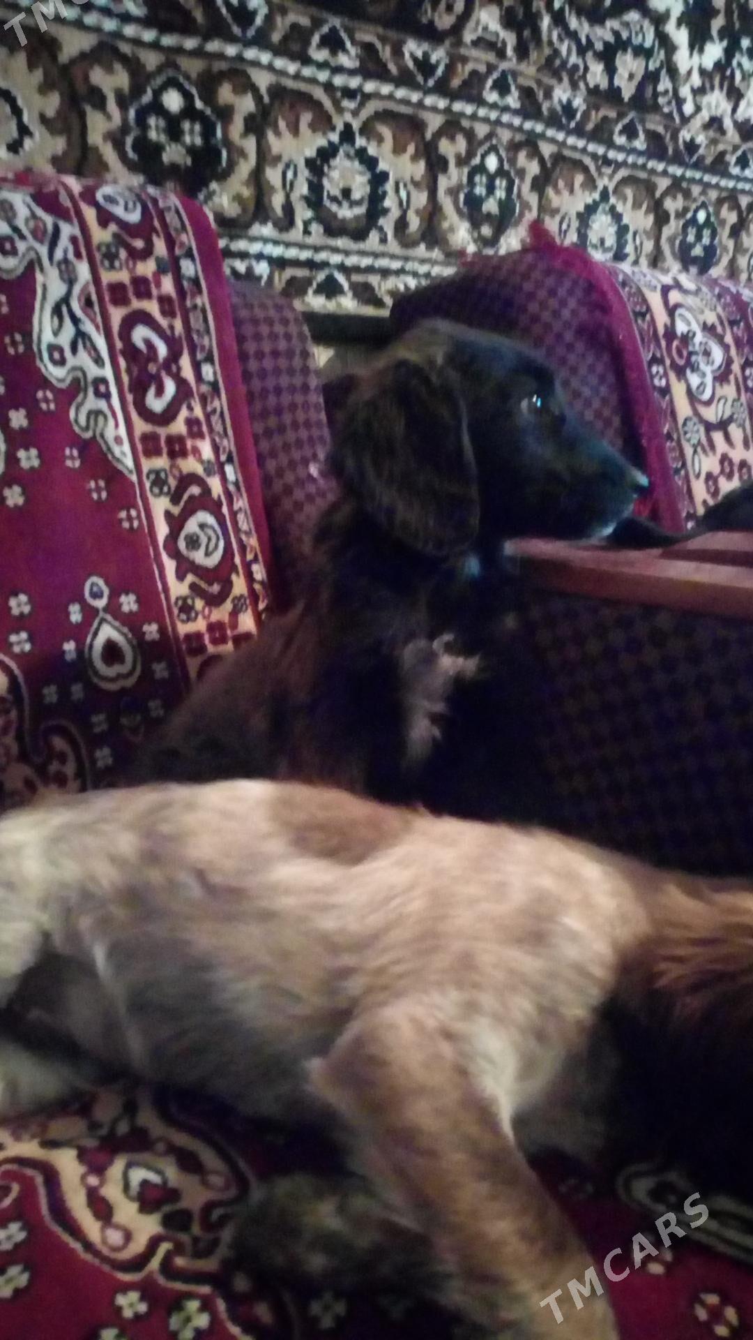 Щенки - Туркменабат - img 4