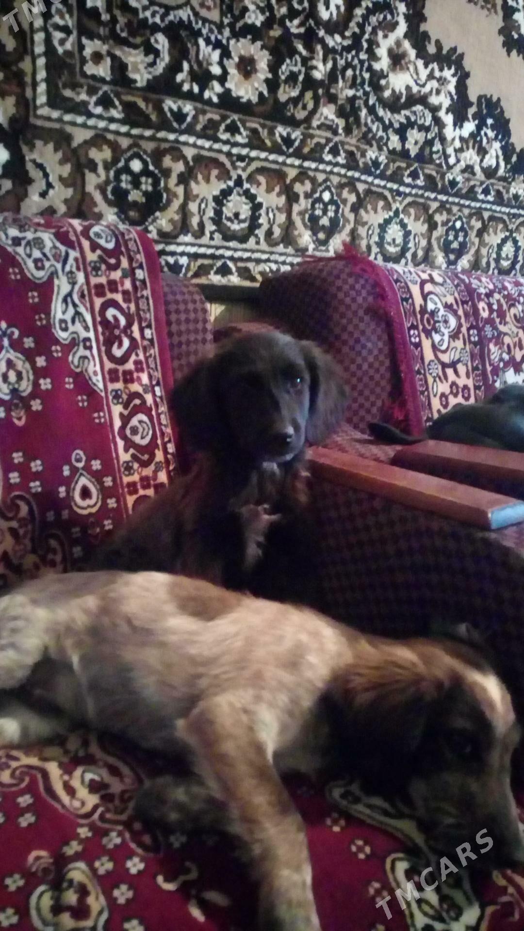 Щенки - Туркменабат - img 3