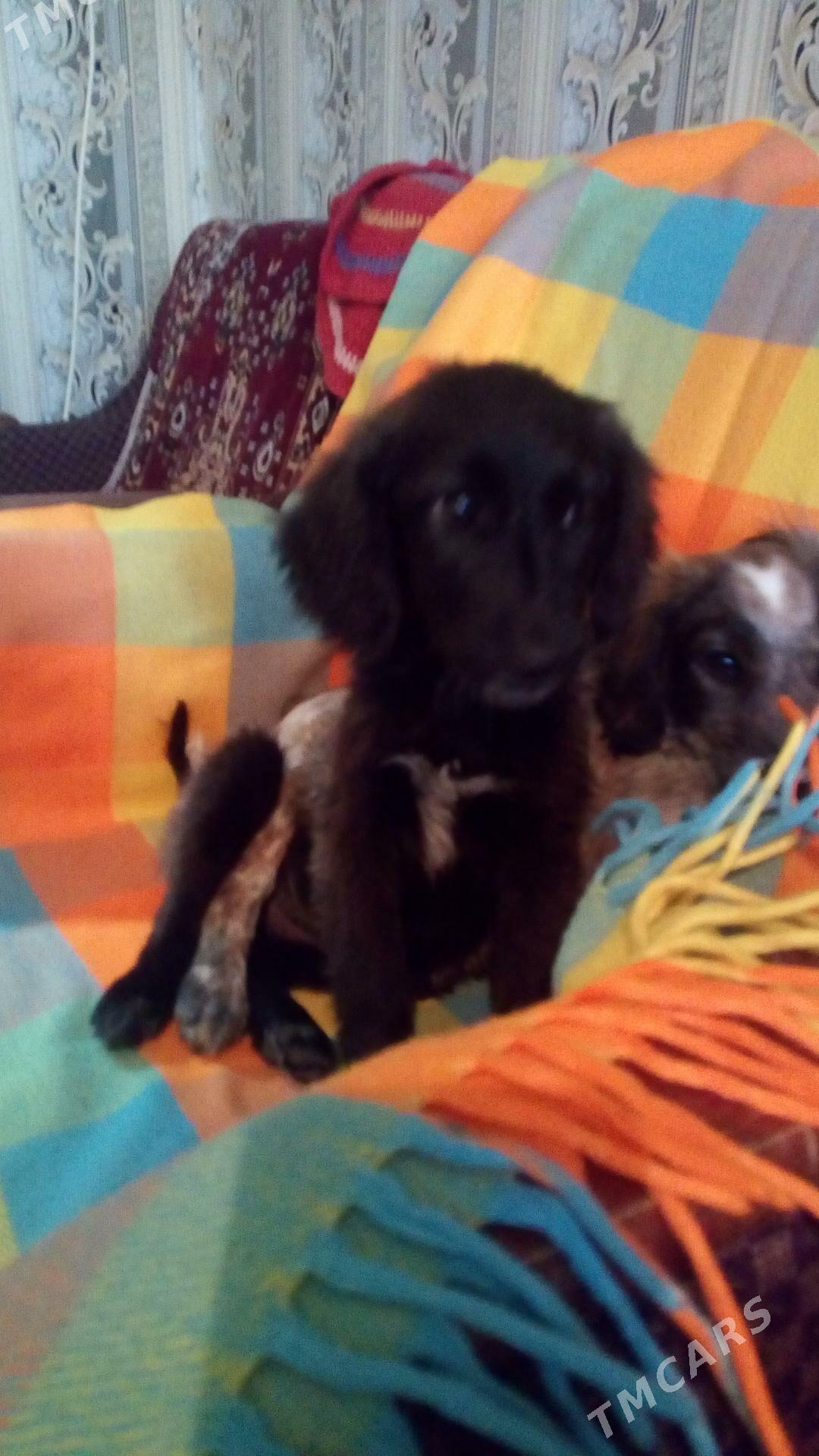 Щенки - Туркменабат - img 2