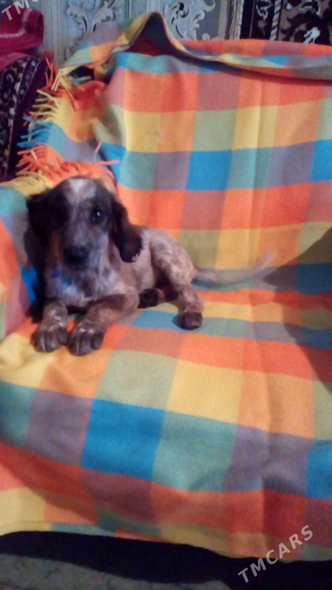 Щенки - Туркменабат - img 5