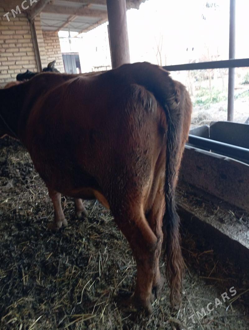 Saglyk sygyr - Çärjew - img 1