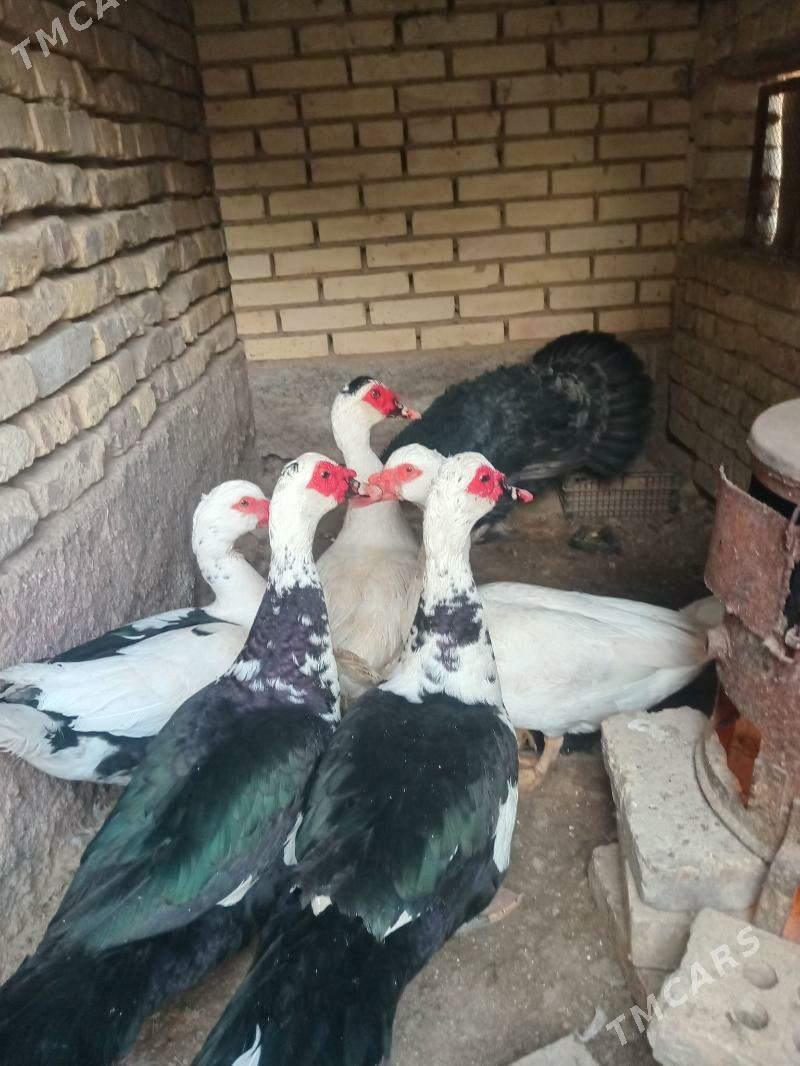 indawutga.erkek - Mary - img 5