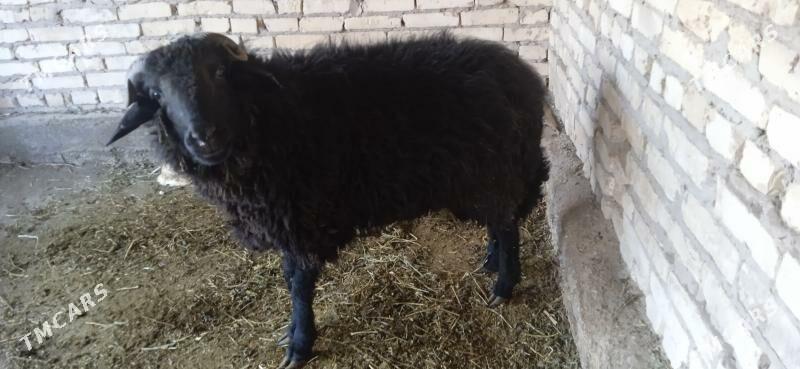 kockar - Чарджоу - img 2