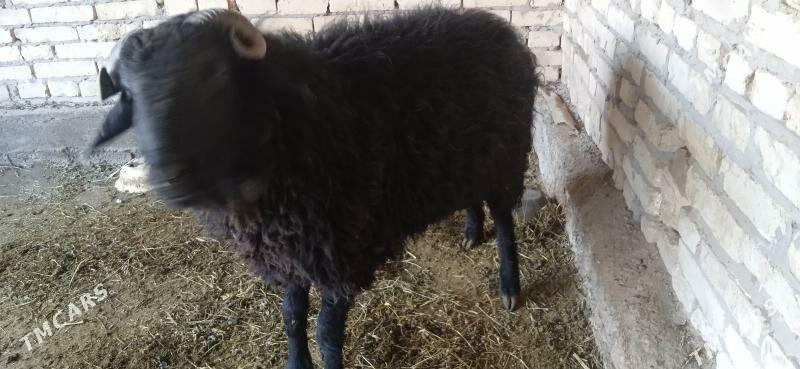 kockar - Чарджоу - img 1