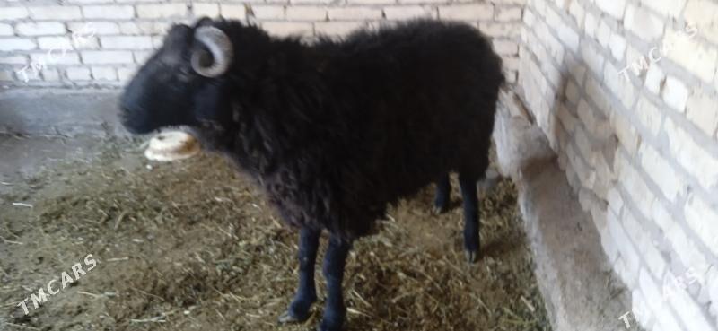 kockar - Чарджоу - img 3