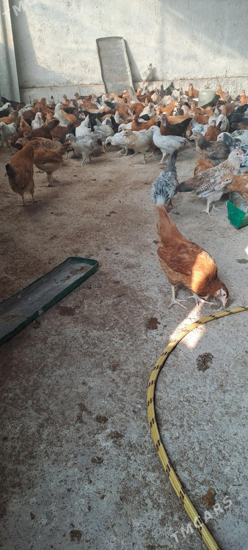 Towuk juje 3 aylyk - Babadaýhan - img 2