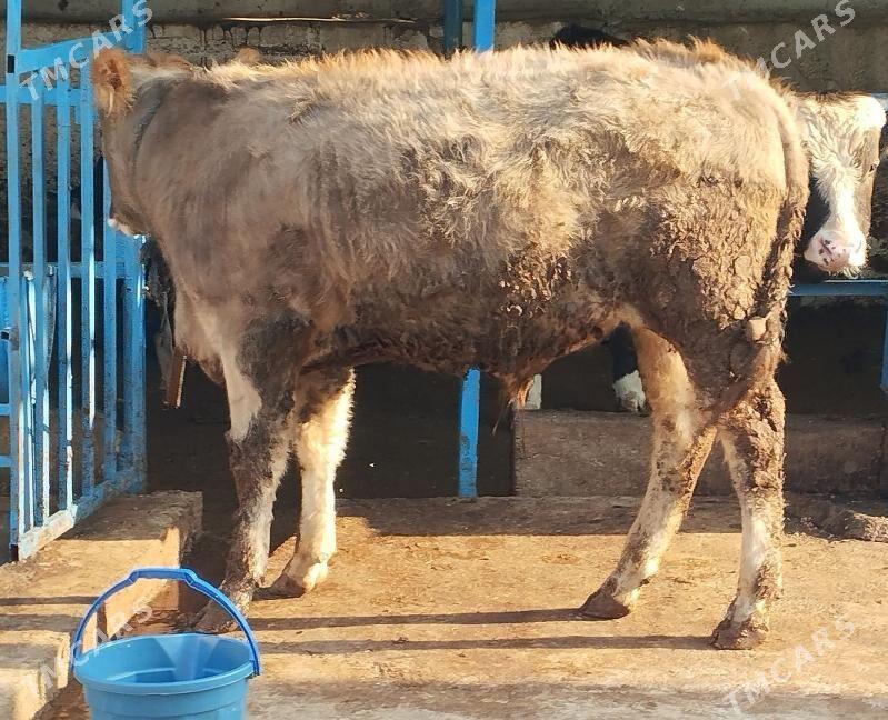 Öküz şwet - Hitrowka - img 6