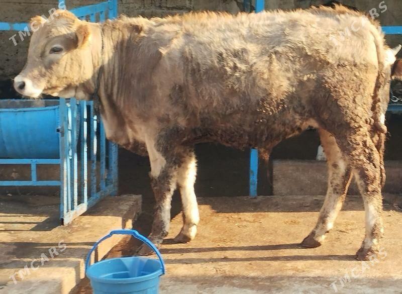 Öküz şwet - Hitrowka - img 4