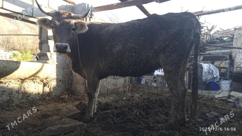 sygyr,tuwe,okuz - Бахарден - img 3