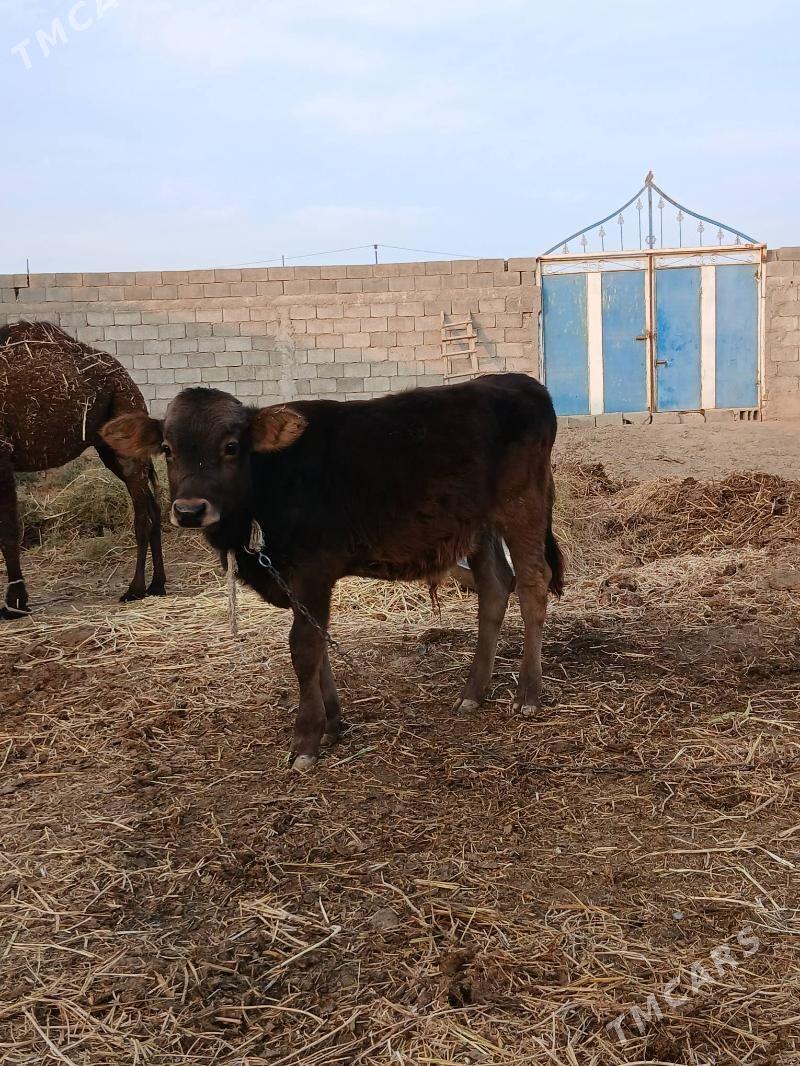 Okuz - Gökdepe - img 2