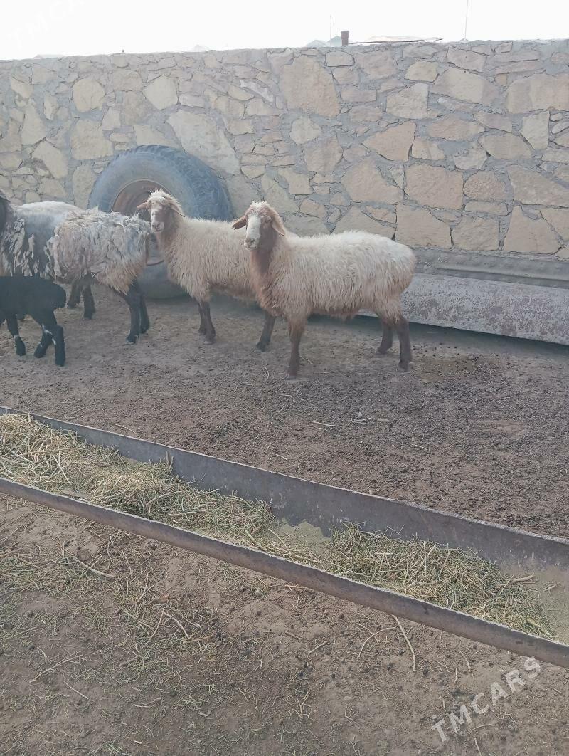 goyun yeri bugdayyly - Эсенгулы - img 2