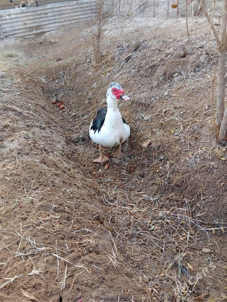 indautga - Murgap - img 2