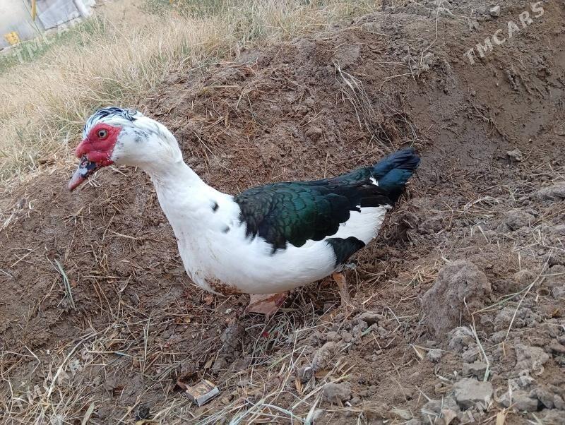 indautga - Murgap - img 4