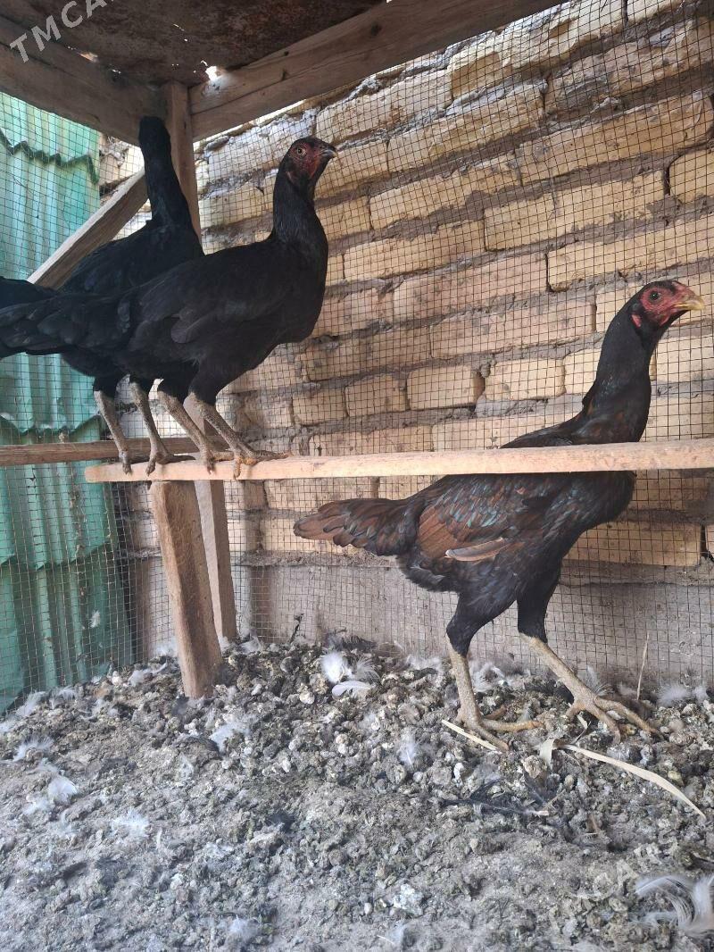 horaz makiyan - Çärjew - img 1