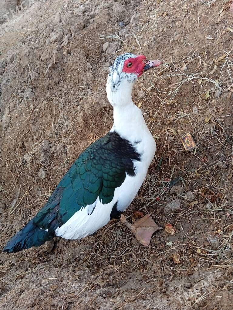 indautga - Murgap - img 3