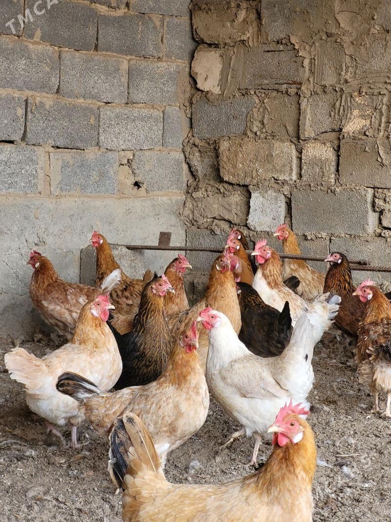 towuk - Gypjak - img 3