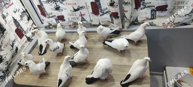 kepder - Türkmenabat - img 6