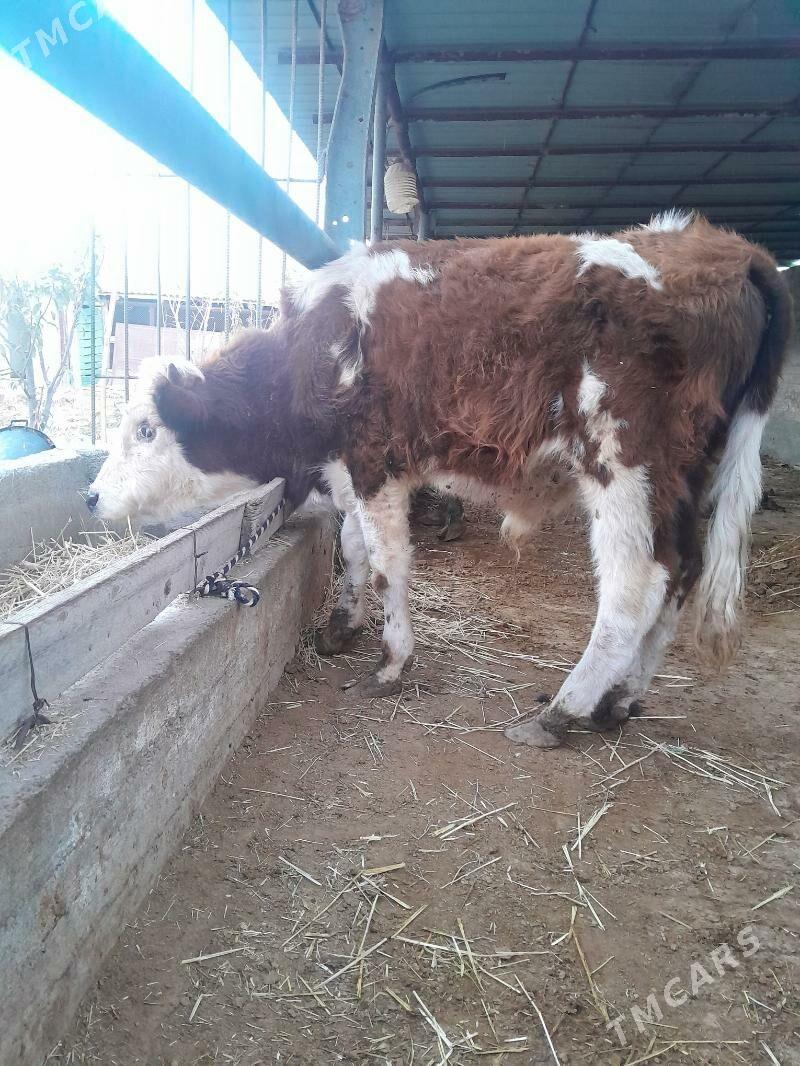 ÖKÜZ - Gökdepe - img 1