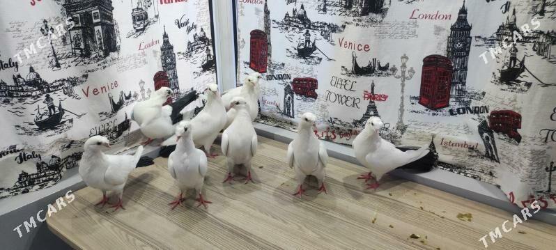 kepder - Türkmenabat - img 2