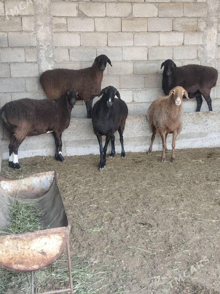 GÌSAR GOÝUNAR - Анев - img 6