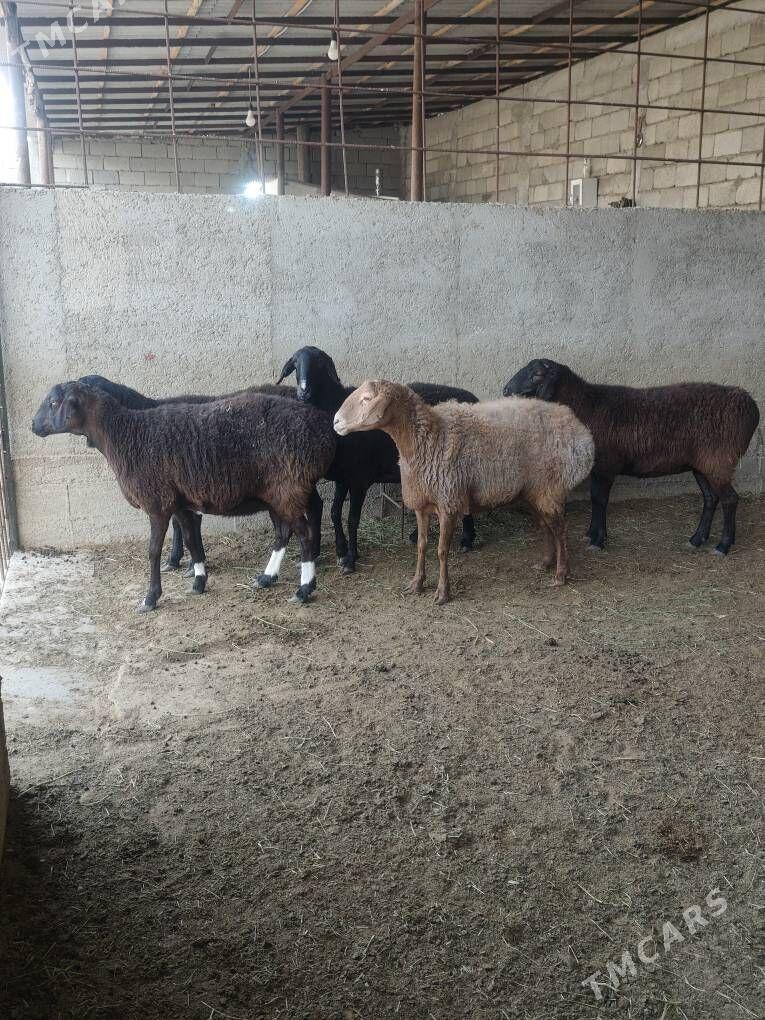 GÌSAR GOÝUNAR - Анев - img 9