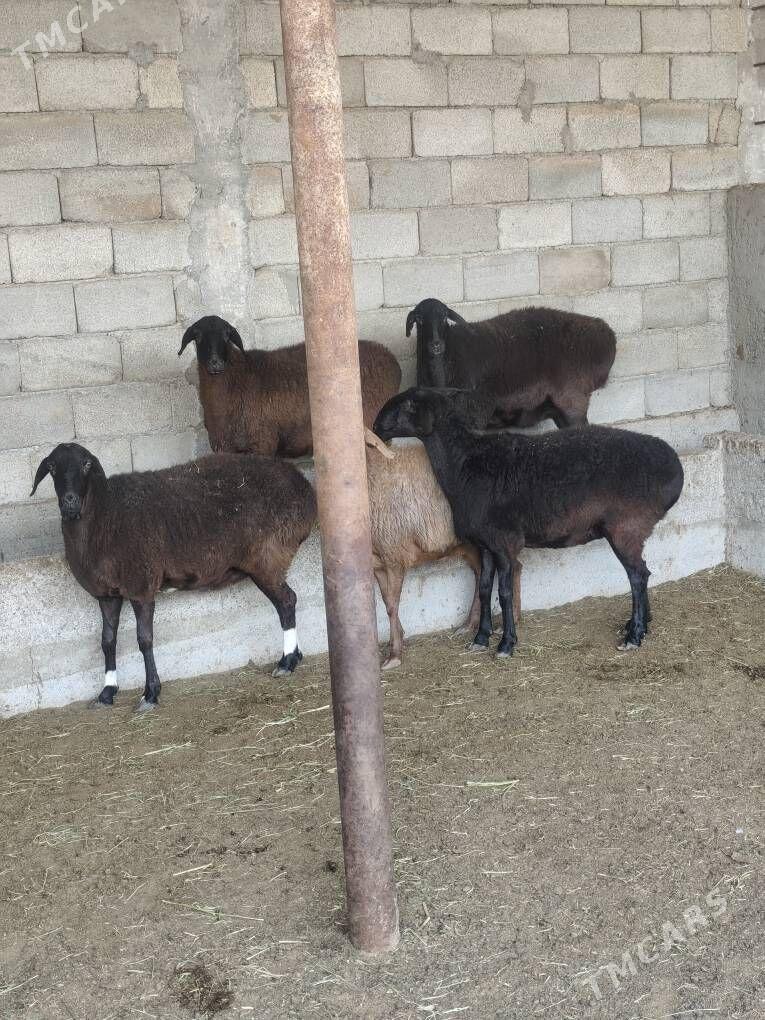 GÌSAR GOÝUNAR - Анев - img 4