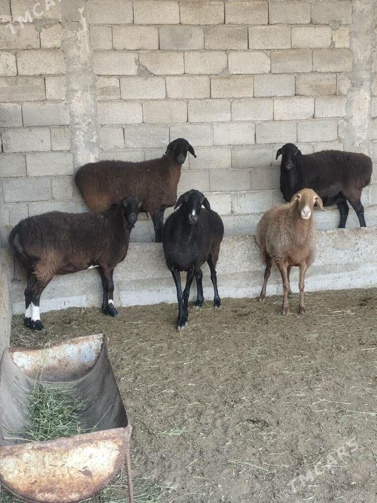 GÌSAR GOÝUNAR - Анев - img 10