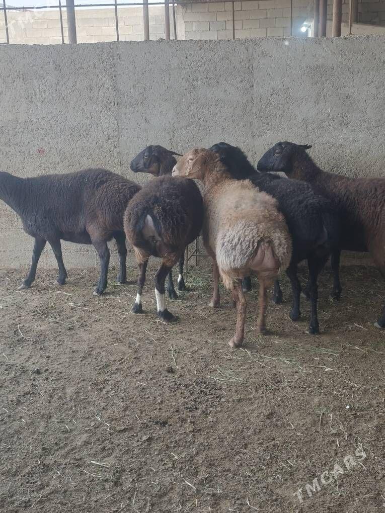 GÌSAR GOÝUNAR - Анев - img 7