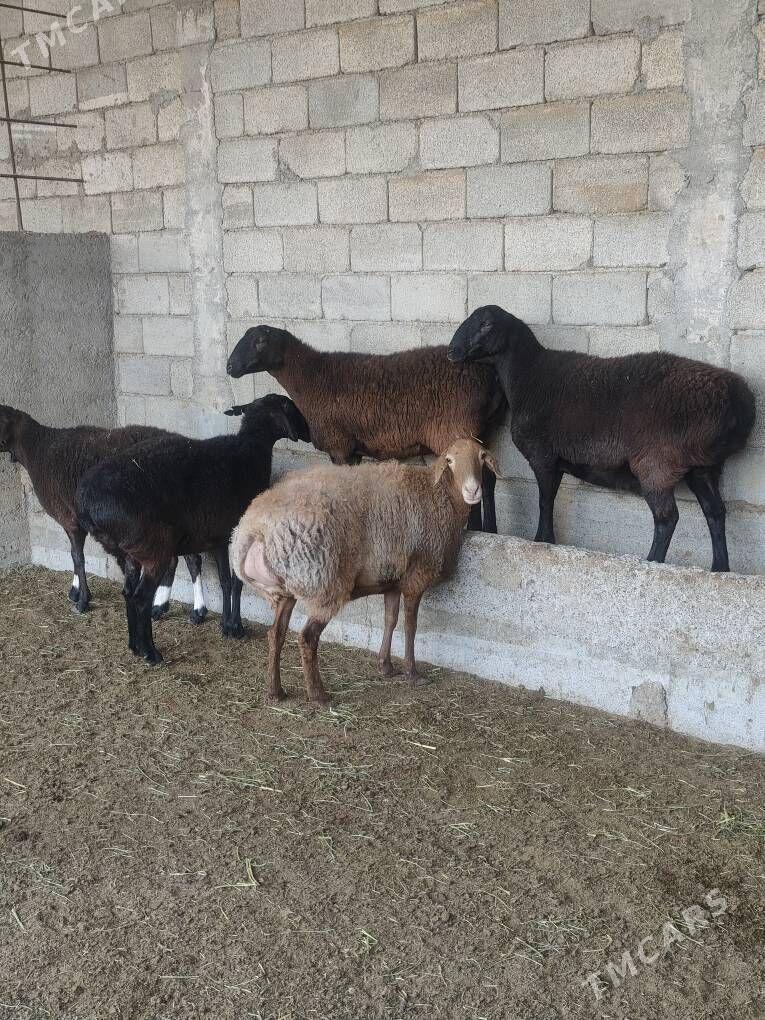 GÌSAR GOÝUNAR - Анев - img 3