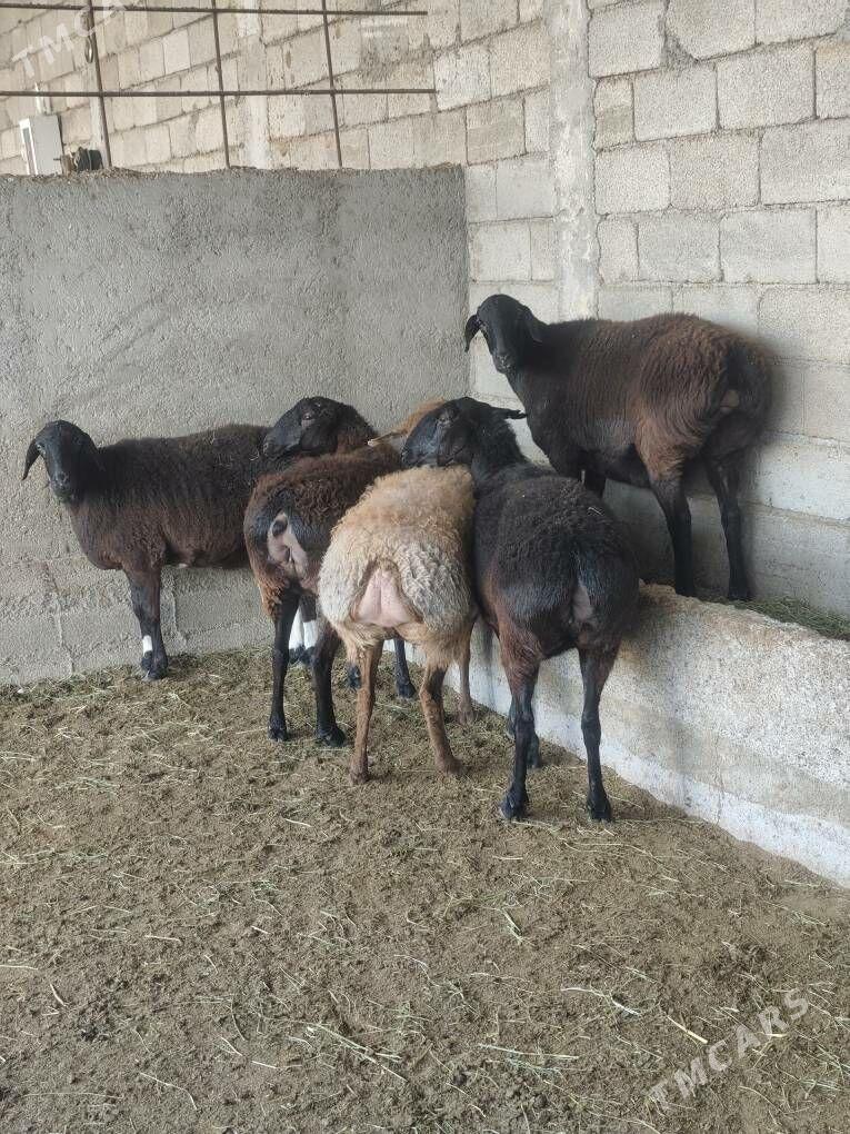 GÌSAR GOÝUNAR - Анев - img 8