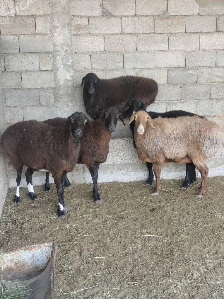 GÌSAR GOÝUNAR - Анев - img 1