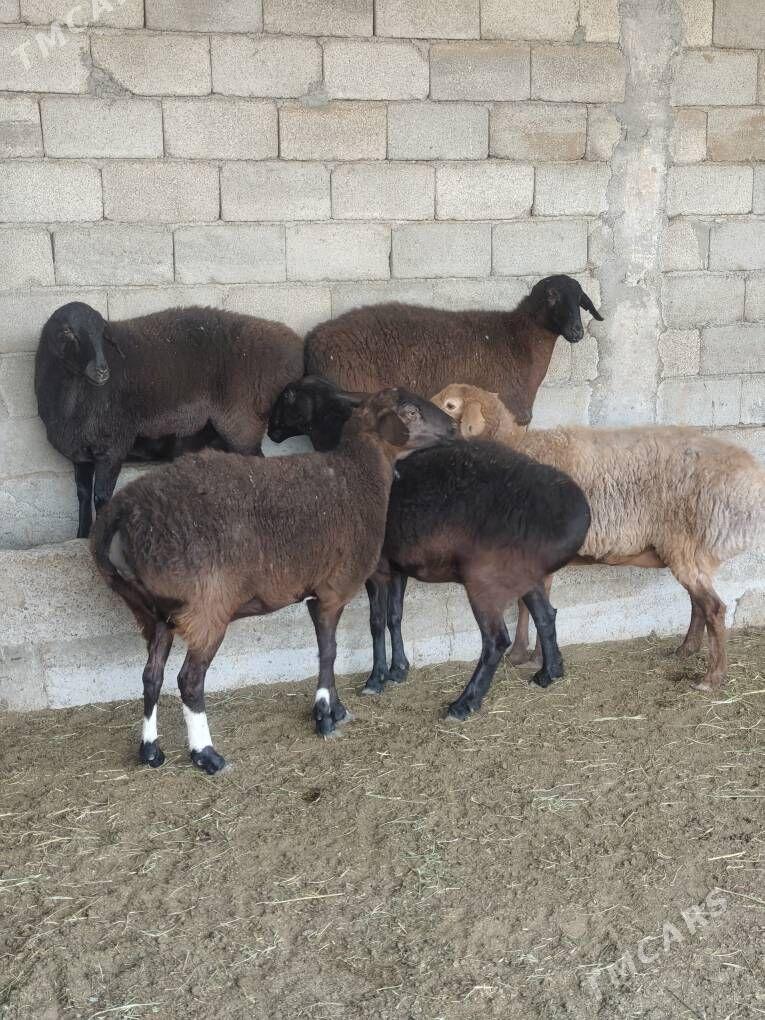 GÌSAR GOÝUNAR - Анев - img 5